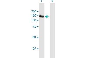 Western Blot analysis of NEDD4L expression in transfected 293T cell line by NEDD4L MaxPab polyclonal antibody.