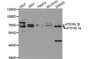Western blot analysis of extracts of various cell lines, using ATG16L1 antibody (ABIN5970960) at 1/1000 dilution. (ATG16L1 antibody)