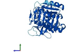 Protein Structure (PS) image for GDP-Mannose Pyrophosphorylase B (GMPPB) (AA 1-360) protein (His tag) (ABIN7558890)