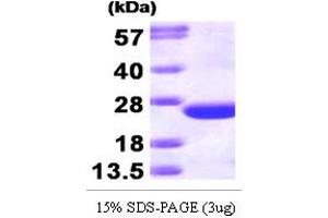 SDS-PAGE (SDS) image for Cell Division Cycle 42 (GTP Binding Protein, 25kDa) (CDC42) (AA 1-188) protein (T7 tag) (ABIN666665)