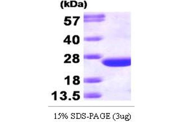 CDC42 Protein (AA 1-188) (T7 tag)
