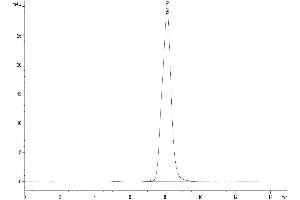The purity of Mouse AXL is greater than 95 % as determined by SEC-HPLC.