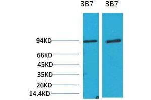 Western Blot (WB) analysis of 1)3T3, 2) Rat LiverTissue with PI3 Kinase P85alpha Mouse Monoclonal Antibody diluted at 1:2000. (PIK3R1 antibody)
