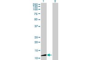 Western Blot analysis of AASDH expression in transfected 293T cell line by AASDH MaxPab polyclonal antibody. (AASDH antibody  (AA 1-134))