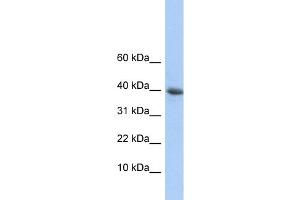 WB Suggested Anti-POLR2I Antibody Titration:  0. (POLR2I antibody  (N-Term))
