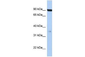 WB Suggested Anti-FAS Antibody Titration: 0. (FAS antibody  (Middle Region))