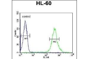 CRIP1 Antibody (C-term) (ABIN650905 and ABIN2839990) flow cytometric analysis of HL-60 cells (right histogram) compared to a negative control cell (left histogram). (CRIP1 antibody  (C-Term))