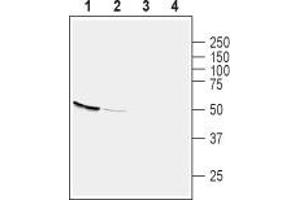 Western Blotting (WB) image for anti-G Protein-Coupled Receptor 39 (GPR39) (AA 309-320), (Extracellular) antibody (ABIN7043159)