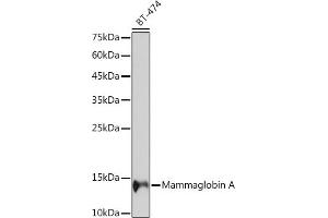 Western blot analysis of extracts of BT-474 cells, using Mammaglobin A Rabbit mAb (ABIN7270186) at 1:1000 dilution. (Mammaglobin A antibody)