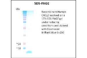 SDS-PAGE (SDS) image for Chemokine (C-X-C Motif) Ligand 2 (CXCL2) (Active) protein (ABIN5509317) (CXCL2 Protein)