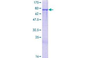 PRDM14 Protein (AA 1-571) (GST tag)