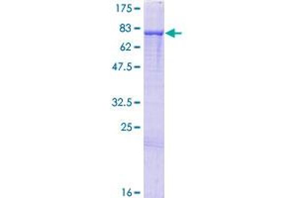 PRDM14 Protein (AA 1-571) (GST tag)