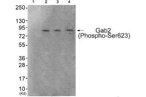 Western blot analysis of extracts from 293 cells (Lane 2), HeLa cells (Lane 3) and HepG2 cells (Lane 4), using Gab2 (Phospho-Ser623) Antibody.