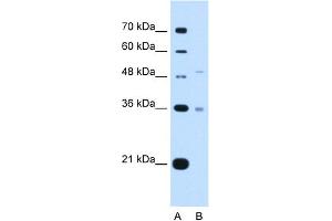 UST antibody  (C-Term)