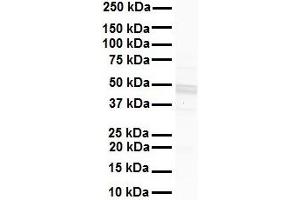 WB Suggested Anti-GJC2 antibody Titration: 1 ug/mL Sample Type: Human liver (GJC2 antibody  (Middle Region))