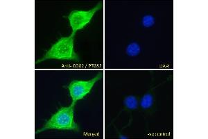 ABIN184672 Immunofluorescence analysis of paraformaldehyde fixed NIH3T3 cells, permeabilized with 0. (PTGS2 antibody  (C-Term))