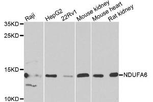 Western blot analysis of extracts of various cell lines, using NDUFA6 antibody. (NDUFA6 antibody)