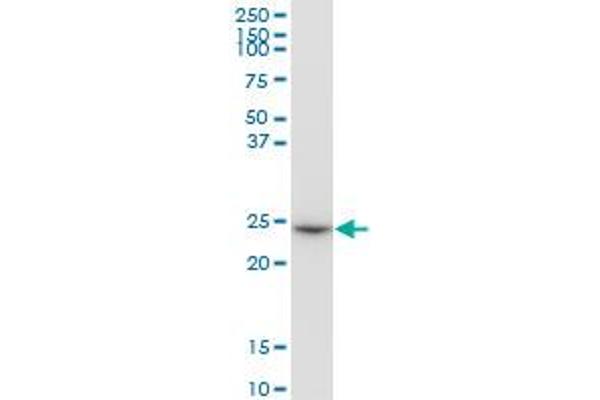 GSTO1 antibody  (AA 1-241)