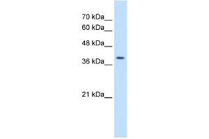 WB Suggested Antibody Titration:  2. (STRAP antibody  (C-Term))