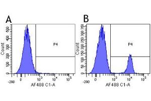Flow-cytometry using anti-CD19 antibody HD37   Human lymphocytes were stained with an isotype control (panel A) or the rabbit-chimeric version of HD37 ( panel B) at a concentration of 1 µg/ml for 30 mins at RT. (Recombinant CD19 antibody)