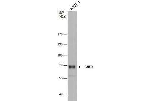 WB Image CHFR antibody detects CHFR protein by western blot analysis.
