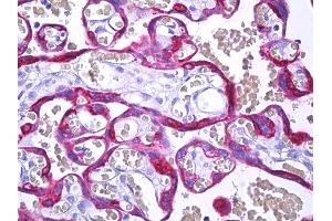 Anti-MFGE8 / MFG-E8 antibody IHC of human placenta, trophoblast. (MFGE8 antibody)