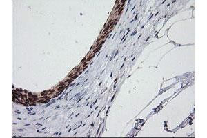 Image no. 1 for anti-Chromosome 2 Open Reading Frame 62 (C2orf62) antibody (ABIN1497053) (C2orf62 antibody)