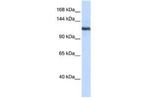 Western Blotting (WB) image for anti-Phospholipase A2, Group IVB (Cytosolic) (PLA2G4B) antibody (ABIN2458326) (PLA2G4B antibody)