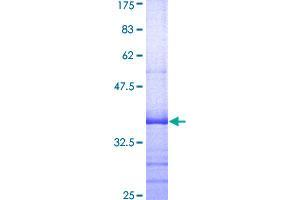 KCNMB1 Protein (AA 39-130) (GST tag)