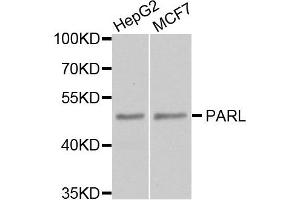 Western blot analysis of extract of HepG2 and MCF7 cells, using PARL antibody. (PARL antibody)
