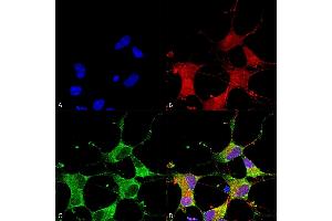 Immunocytochemistry/Immunofluorescence analysis using Mouse Anti-GIT1 Monoclonal Antibody, Clone S39B-8 (ABIN2483505). (GIT1 antibody  (AA 375-770) (Biotin))