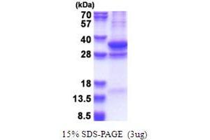 SDS-PAGE (SDS) image for COP9 Signalosome Complex Subunit 7a (COPS7A) (AA 1-275) protein (His tag) (ABIN5853667)