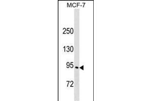 ELMO3 Antibody (C-term) (ABIN1537494 and ABIN2849302) western blot analysis in MCF-7 cell line lysates (35 μg/lane).