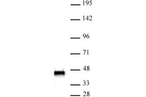 SMARCB1 antibody (mAb) (Clone 2C2) tested by Western blot. (SMARCB1 antibody)