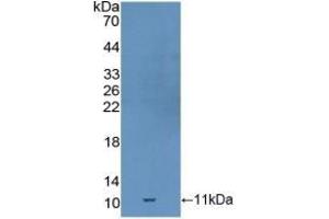 Detection of Recombinant GDF10, Mouse using Polyclonal Antibody to Growth Differentiation Factor 10 (GDF10) (GDF10 antibody  (AA 339-477))