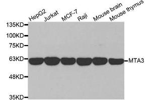 Western blot analysis of extracts of various cell lines, using MTA3 antibody. (MTA3 antibody  (AA 40-330))