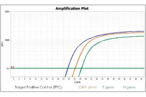 Exemplary Result for RT-PCR (PhoenixDx® 2019-nCoV RNA Detection Kit)