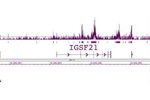 Histone H2B acetyl Lys120 pAb tested by ChIP-Seq. (Histone H2B antibody  (acLys120))