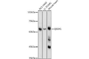 Western blot analysis of extracts of various cell lines, using QSOX1 antibody (ABIN1682419, ABIN3018481 and ABIN7101617) at 1:1000 dilution. (QSOX1 antibody)