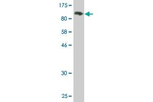 Western Blot detection against Immunogen (91. (SNX9 antibody  (AA 1-595))