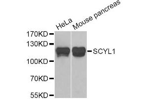 Western blot analysis of extracts of various cell lines, using SCYL1 Antibody (ABIN5974072) at 1/1000 dilution. (SCYL1 antibody)