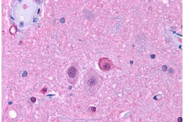 NPY5R antibody  (Cytoplasmic Domain)