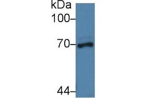 Western blot analysis of Pig Liver lysate, using Human NUP62 Antibody (3 µg/ml) and HRP-conjugated Goat Anti-Rabbit antibody ( (NUP62 antibody  (AA 186-432))