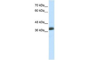 SAP30BP antibody used at 5 ug/ml to detect target protein. (SAP30BP antibody  (C-Term))