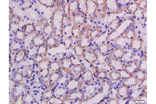 PPP1R42 antibody  (AA 201-300)