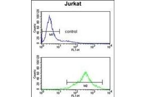 CS Antibody (N-term) (ABIN653334 and ABIN2842822) flow cytometry analysis of Jurkat cells (bottom histogram) compared to a negative control cell (top histogram). (CSPP1 antibody  (N-Term))