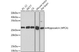 Western blot analysis of extracts of various cell lines, using Hippocalcin (HPCA) (HPCA) Rabbit mAb (ABIN7267653) at 1:1000 dilution. (Hippocalcin antibody)