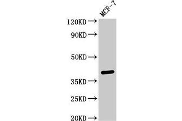 SFRP4 antibody  (AA 293-346)