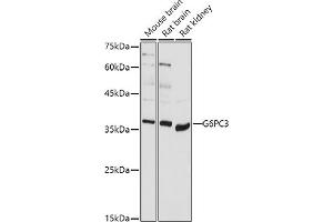 Western blot analysis of extracts of various cell lines, using G6PC3 antibody (ABIN7267401) at 1:1000 dilution. (G6PC3 antibody  (AA 50-150))