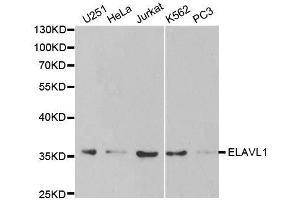 Western blot analysis of extracts of various cell lines, using ELAVL1 antibody. (ELAVL1 antibody  (AA 1-326))